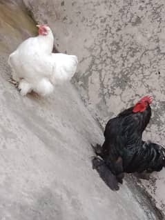 bantam white and black pair anday da rai ha