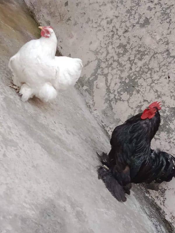 bantam white and black pair anday da rai ha 0