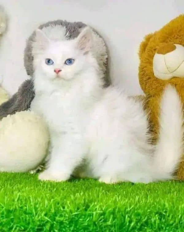 0349*58*40*845 My Whatsapp Number Persian kitten for urgent sale 0