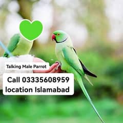 Hand Tamed Talking Green Ring Neck Friendly Male Parrot