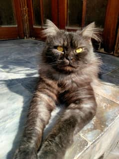 Persian Male Cat for sale