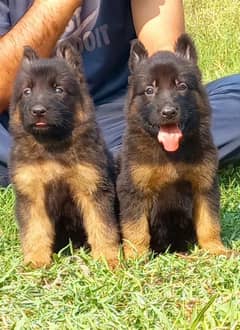 Pedigree bloodline German shepherd puppies available Karachi city