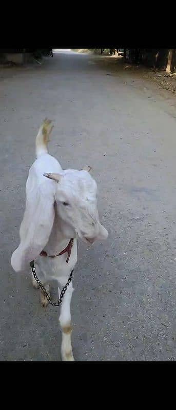 gulabi bakra for sell urgent 1