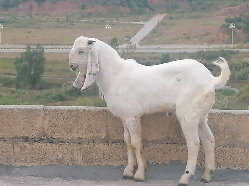 Male white beautiful Bakra  for sale 0