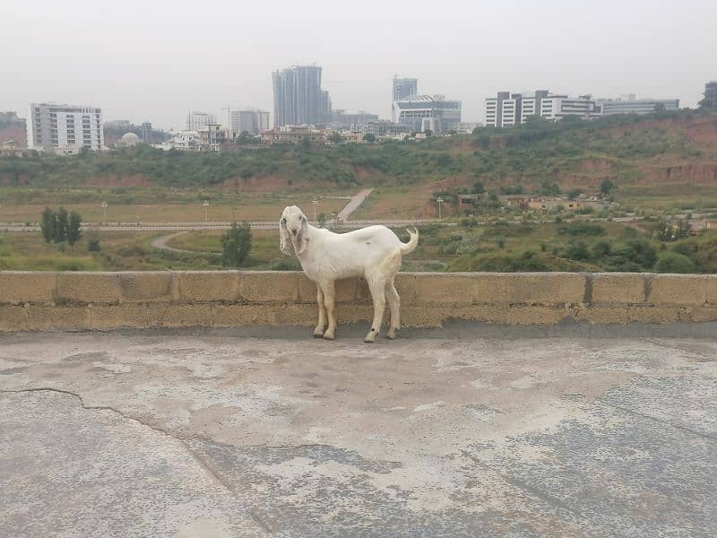 Male white beautiful Bakra  for sale 1