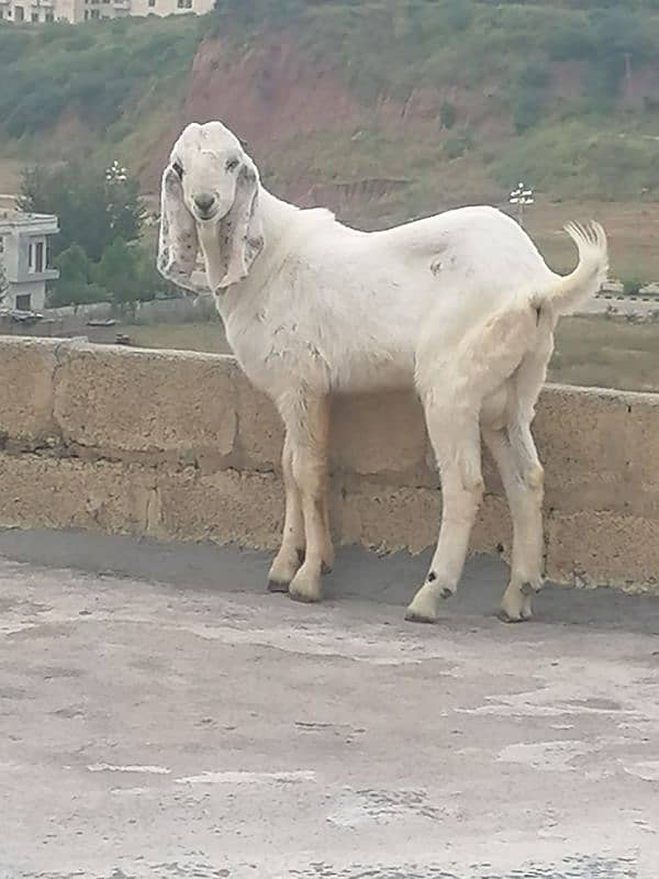 Male white beautiful Bakra  for sale 2