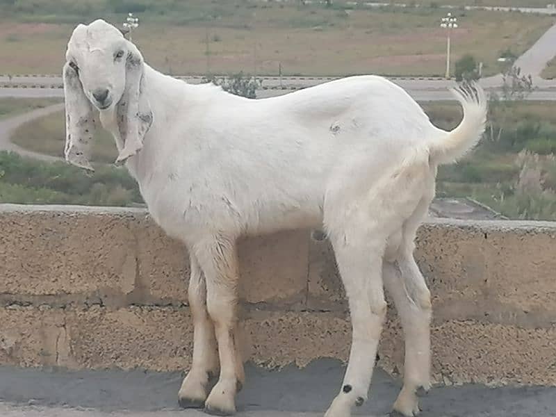 Male white beautiful Bakra  for sale 3