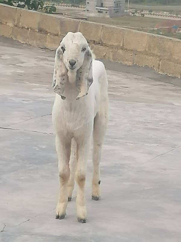 Male white beautiful Bakra  for sale 4