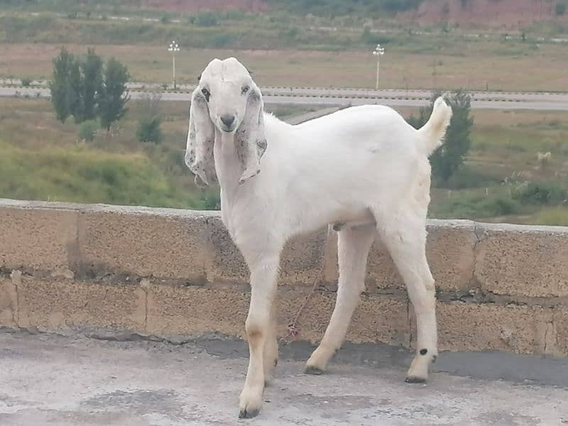 Male white beautiful Bakra  for sale 5