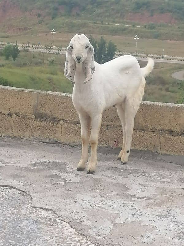 Male white beautiful Bakra  for sale 6