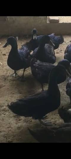 black Cayuga ducks 03245450769 contact whatsup