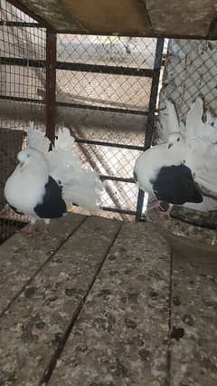 young and breader pair for sale