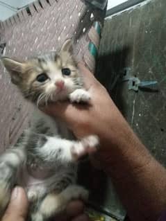 3 Persian single coat kittens are for sale Good health and treined