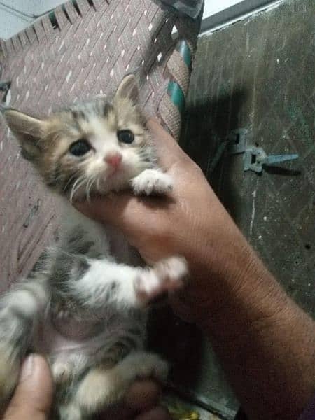 3 Persian single coat kittens are for sale Good health and treined 0