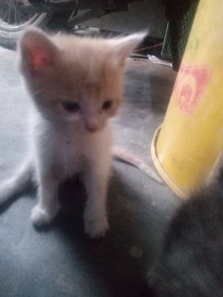 3 Persian single coat kittens are for sale Good health and treined 1