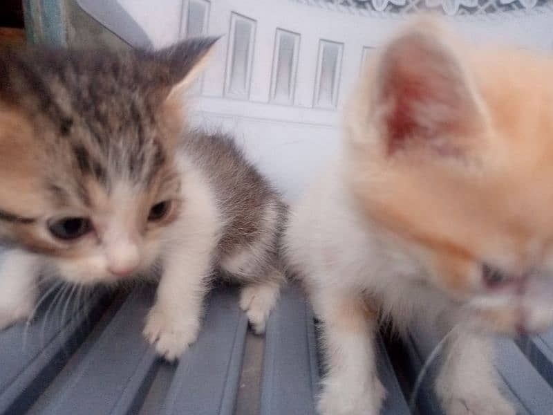 3 Persian single coat kittens are for sale Good health and treined 2