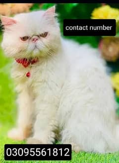 piki face male cat available for stud service