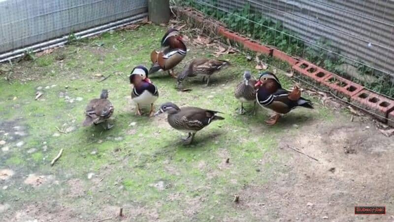 ducks available whatsup 03245450769 0