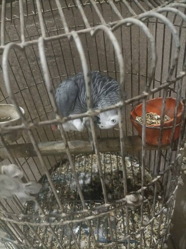 I want to sell grey parrot 1