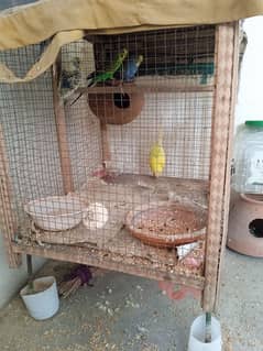 6 Australian parrots with cage price included