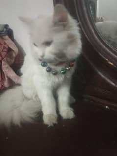 Persian Cat Female friendly Urgent Sale