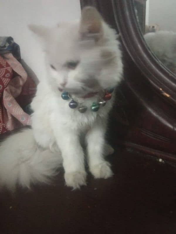 Persian Cat Female friendly Urgent Sale 0