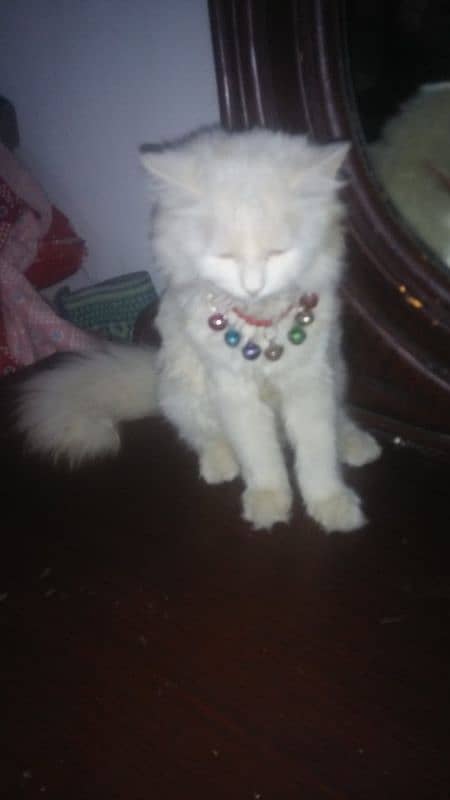 Persian Cat Female friendly Urgent Sale 1