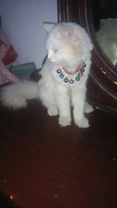 Persian Cat Female friendly Urgent Sale 2