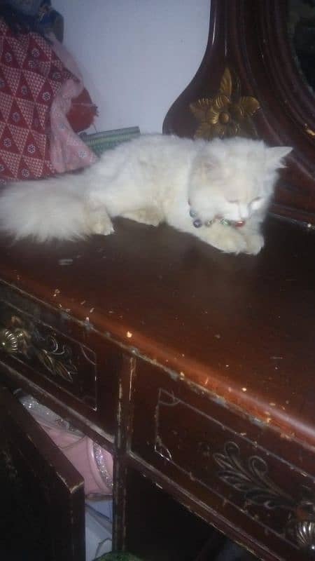 Persian Cat Female friendly Urgent Sale 3