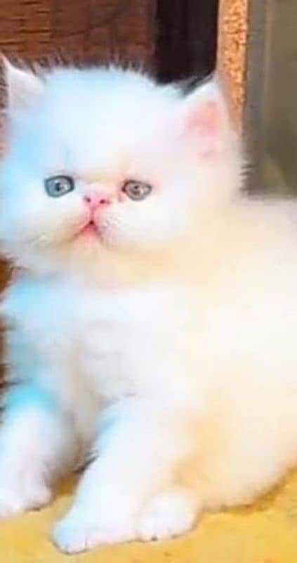 Persian cat for sale full white my WhatsApp 0313=49=25=408 1