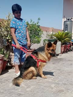 German shepherd  female