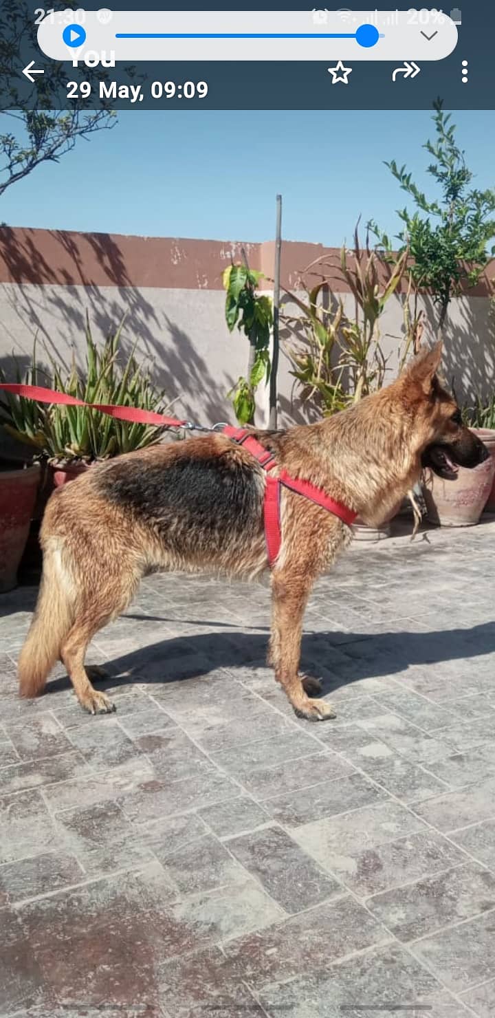 German shepherd  female 3