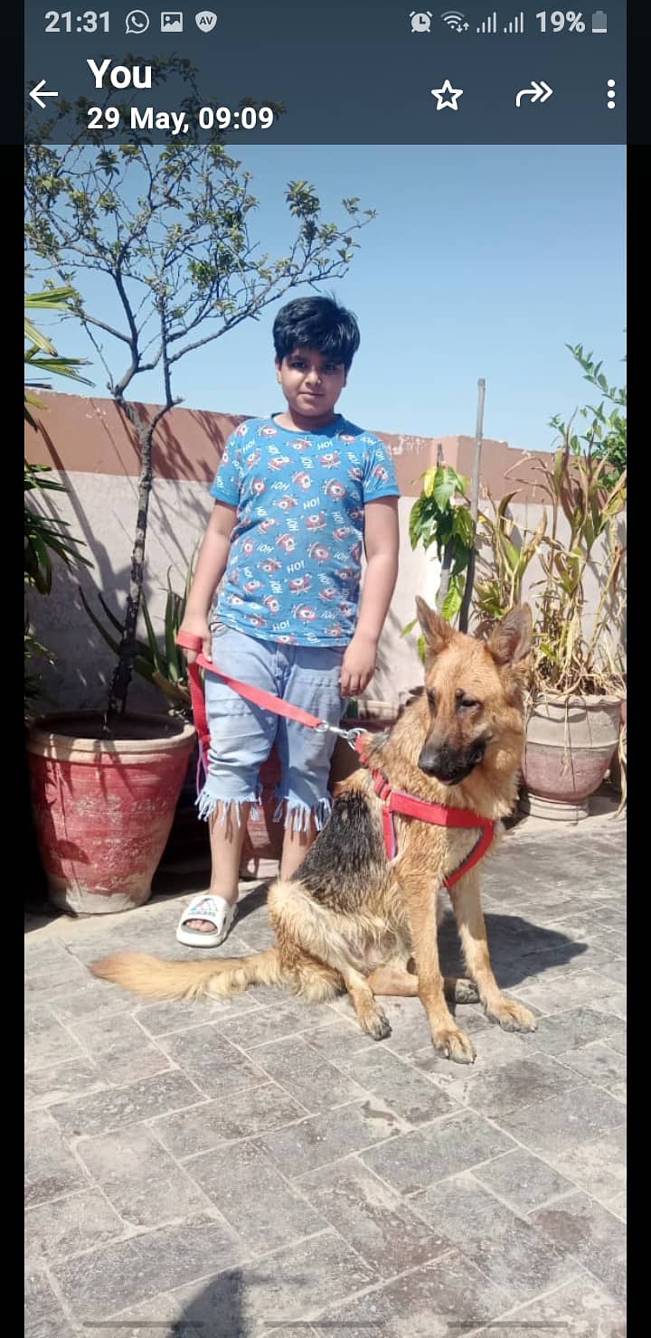 German shepherd  female 5