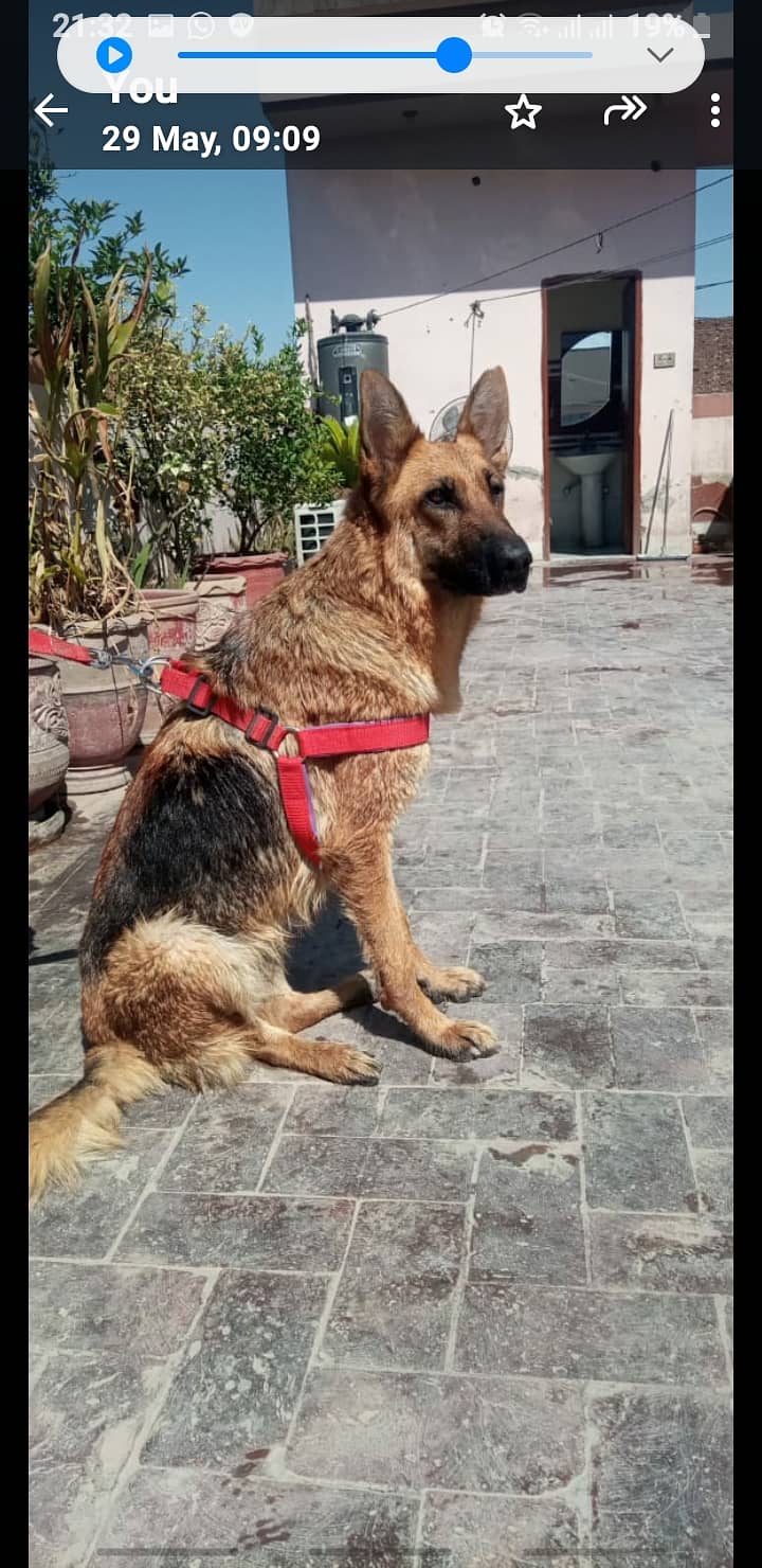 German shepherd  female 6