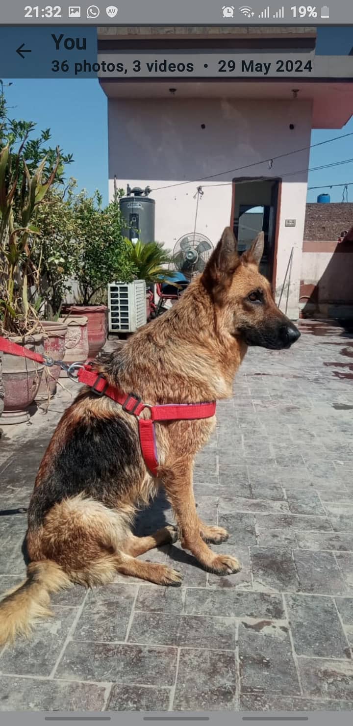 German shepherd  female 7