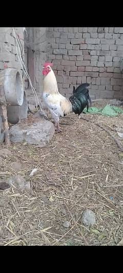 Hen Male . or aseel cross