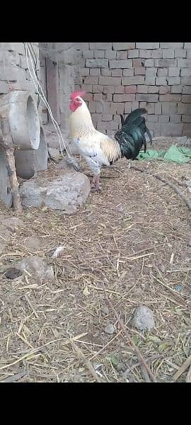 Hen Male . or aseel cross 1