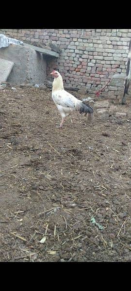 Hen Male . or aseel cross 2