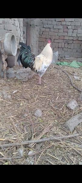 Hen Male . or aseel cross 4