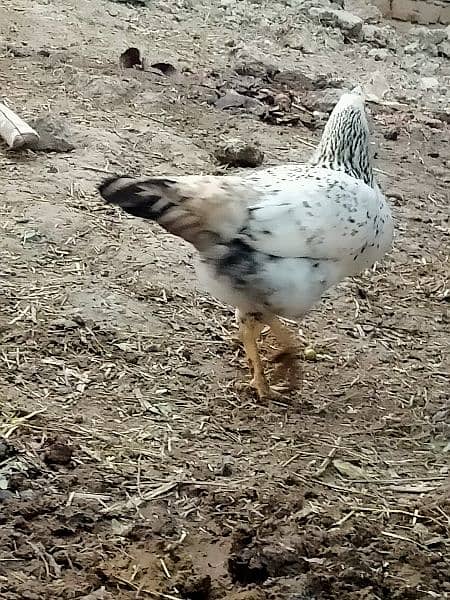 Hen Male . or aseel cross 7