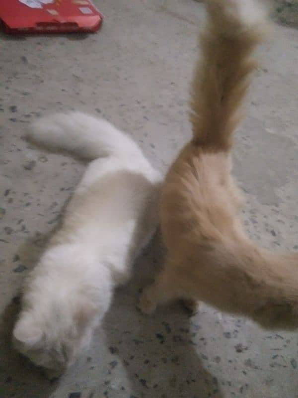 Persian pair hai white male or brown femal 4