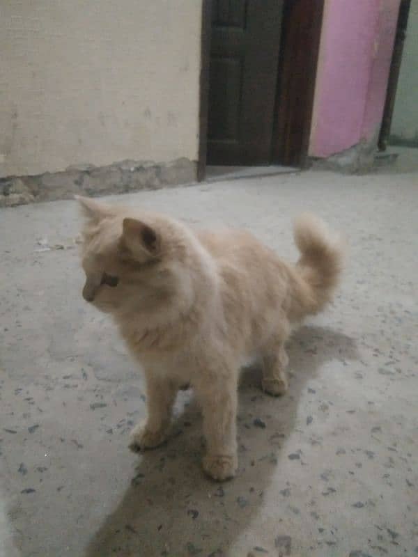 Persian pair hai white male or brown femal 5