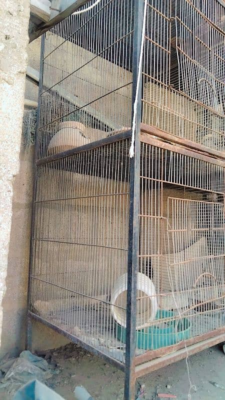 birds cage 3