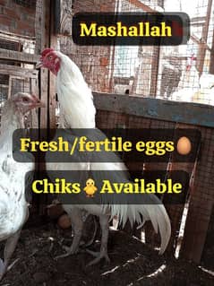 Heera Aseel Fresh /fertile eggs and chiks available