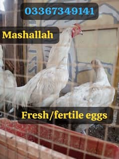 Heera Aseel Fresh /fertile eggs and chiks available