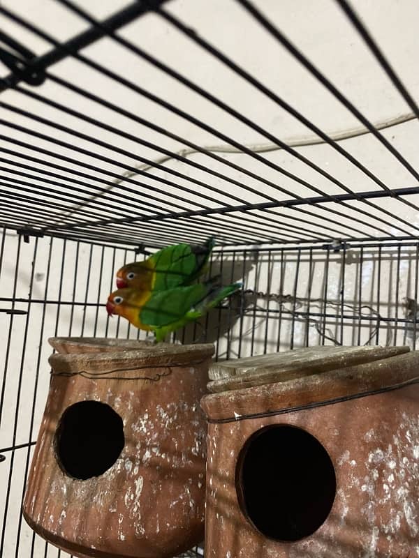 cage end pair for sale 3