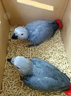 African Grey Parrot checks for sale03319974101