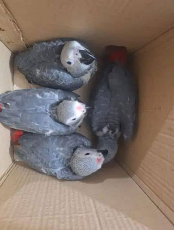 African Grey Parrot checks for sale03319974101 2