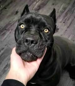 Cane Corso Imported Puppies