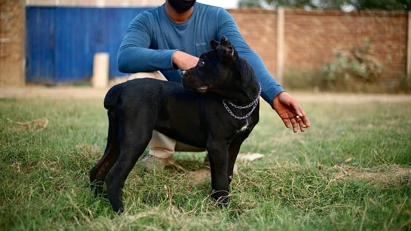 Cane Corso Imported Puppies 1